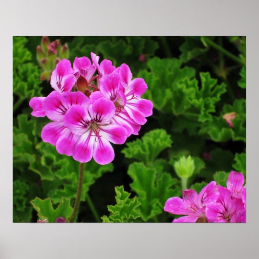 Rosa Blume Poster (Vorne)