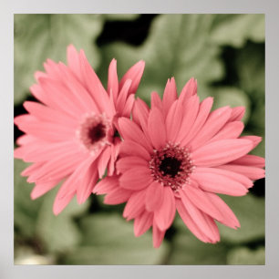 rosa Blume Poster