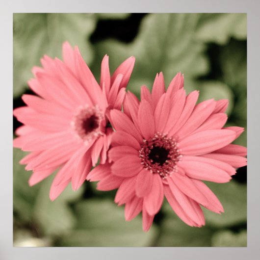 rosa Blume Poster (Vorne)