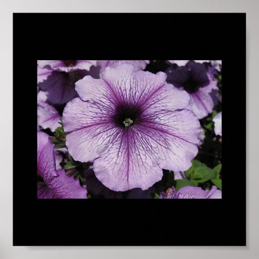 Rosa Blume Poster (Vorne)