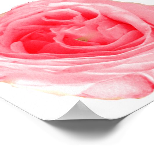 Rosa Blume Poster (Ecke)