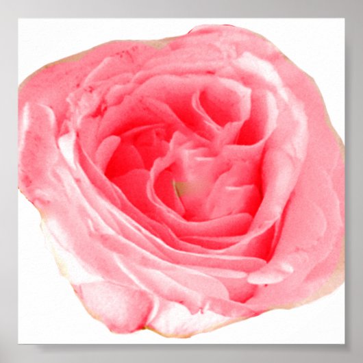 Rosa Blume Poster (Vorne)