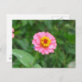 rosa Blume Postkarte (Vorne/Hinten)