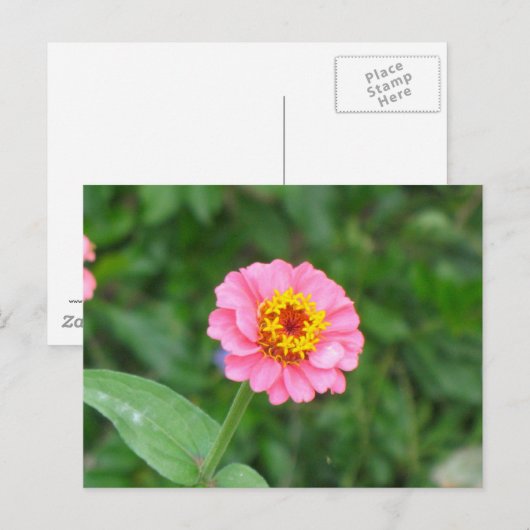 rosa Blume Postkarte (Vorne/Hinten)