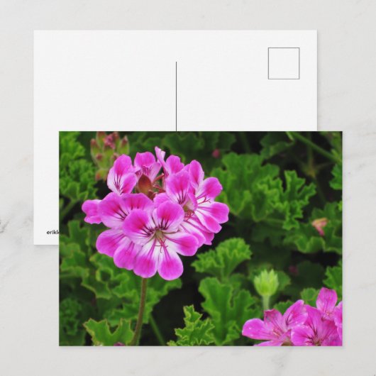Rosa Blume Postkarte (Vorne/Hinten)