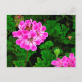 Rosa Blume Postkarte (Vorderseite)