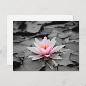 Rosa Blume Postkarte (Vorne/Hinten)