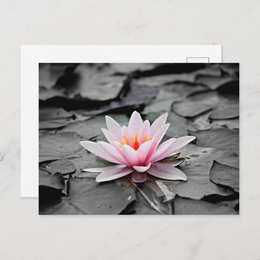 Rosa Blume Postkarte (Vorne/Hinten)