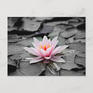 Rosa Blume Postkarte