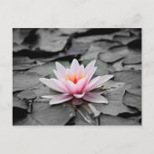 Rosa Blume Postkarte (Vorderseite)