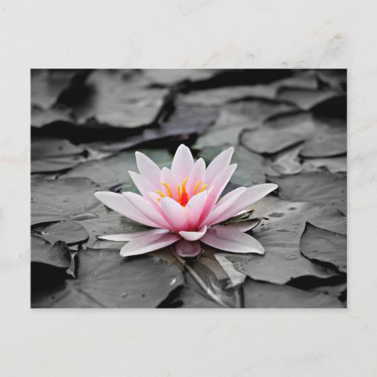 Rosa Blume Postkarte (Vorderseite)