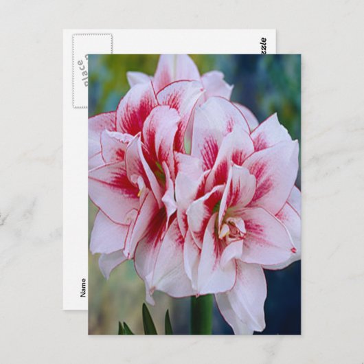 Rosa Blume Postkarte (Vorne/Hinten)