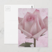 Rosa-Blume Postkarte (Vorne/Hinten)