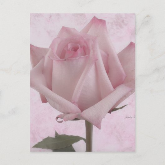 Rosa-Blume Postkarte (Vorderseite)