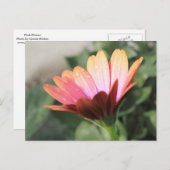 Rosa Blume Postkarte (Vorne/Hinten)