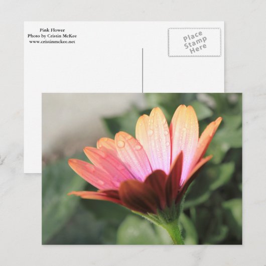 Rosa Blume Postkarte (Vorne/Hinten)