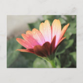 Rosa Blume Postkarte (Vorderseite)