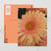 Rosa Blume Postkarte (Vorne/Hinten)