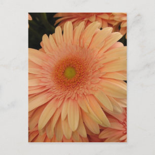 Rosa Blume Postkarte
