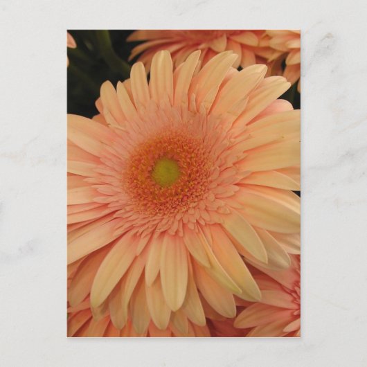Rosa Blume Postkarte (Vorderseite)