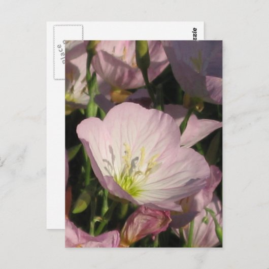 Rosa Blume Postkarte (Vorne/Hinten)