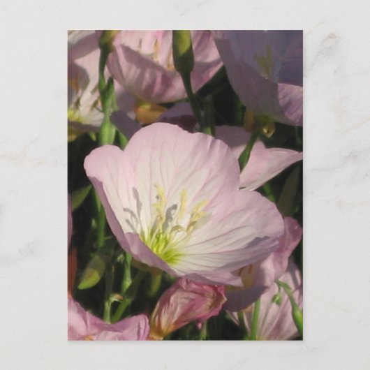 Rosa Blume Postkarte (Vorderseite)