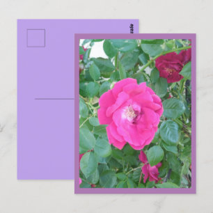 Rosa Blume Postkarte