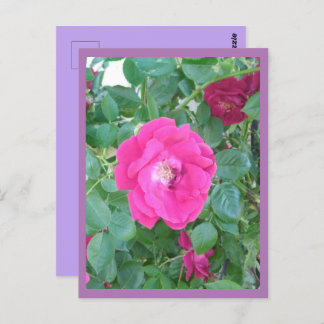 Rosa Blume Postkarte