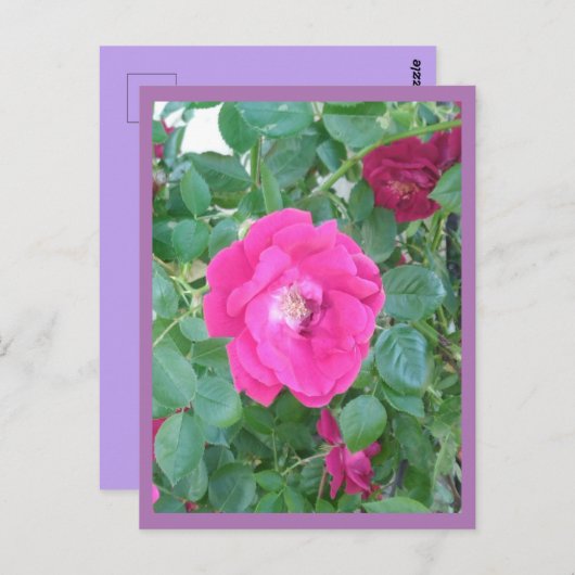 Rosa Blume Postkarte (Vorne/Hinten)