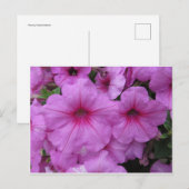 Rosa Blume Postkarte (Vorne/Hinten)