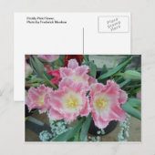 Rosa Blume Postkarte (Vorne/Hinten)