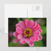 rosa Blume Postkarte (Vorne/Hinten)