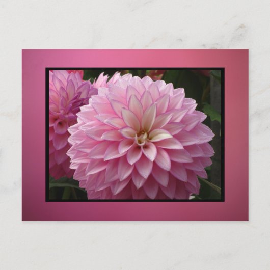 Rosa Blume Postkarte (Vorderseite)