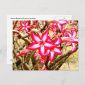 Rosa Blume Postkarte (Vorne/Hinten)