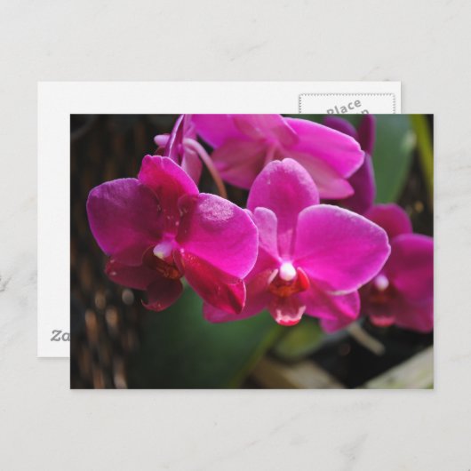 Rosa Blume Postkarte (Vorne/Hinten)