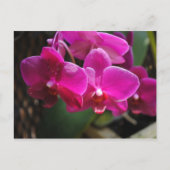 Rosa Blume Postkarte (Vorderseite)