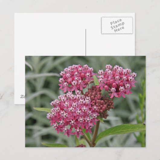 Rosa Blume Postkarte (Vorne/Hinten)