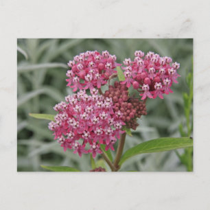 Rosa Blume Postkarte