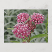 Rosa Blume Postkarte (Vorderseite)