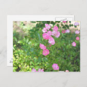 rosa Blume Postkarte (Vorne/Hinten)