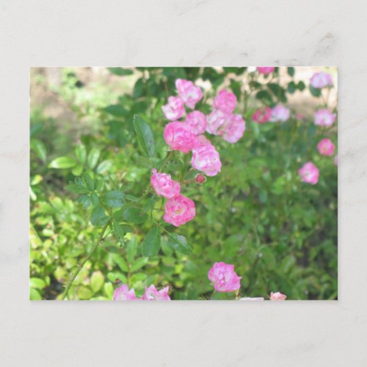 rosa Blume Postkarte (Vorderseite)