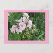 Rosa Blume Postkarte (Vorderseite)