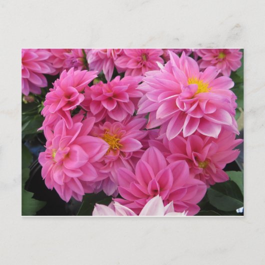 Rosa Blume Postkarte (Vorderseite)