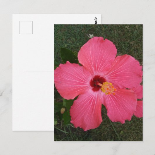 Rosa Blume Postkarte (Vorne/Hinten)