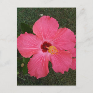Rosa Blume Postkarte