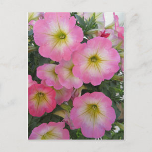 Rosa Blume Postkarte
