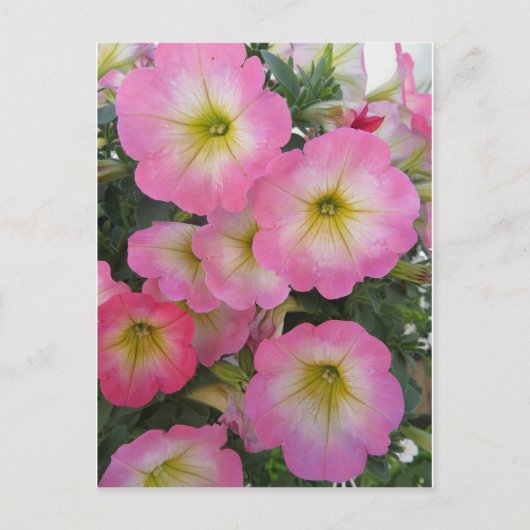 Rosa Blume Postkarte (Vorderseite)