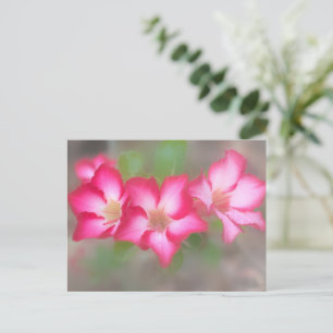 Rosa Blume Postkarte Fotografie von Freyja