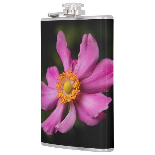 Rosa Blume "Prinz Heinrich" Flachmann (Links)