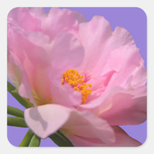 Rosa Blume Quadratischer Aufkleber